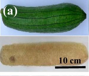 Loofah-From-Chi-Paper